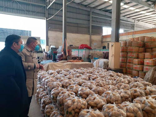 連云港農副產品批發市場暢通本地蔬菜銷售通道，助力農副產品高效流通